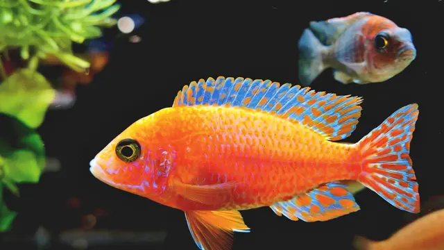 Ciri-ciri Ikan