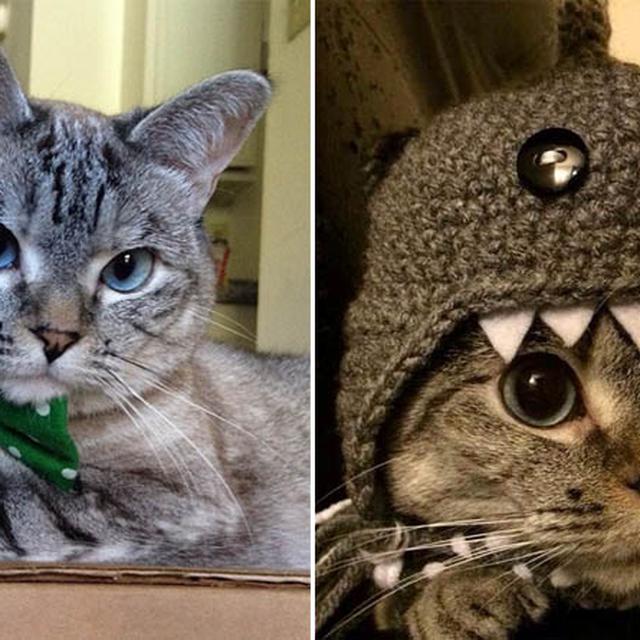 Kucing Nala Miliki Banyak Fans Di Instagram Citizen6 Liputan6 Com