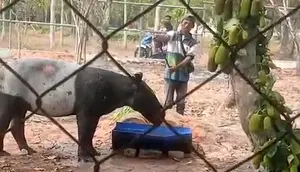 Tapir Terperosok di Perkebunan Sawit, Lokasinya Cuma 800 Meter dari Tol
