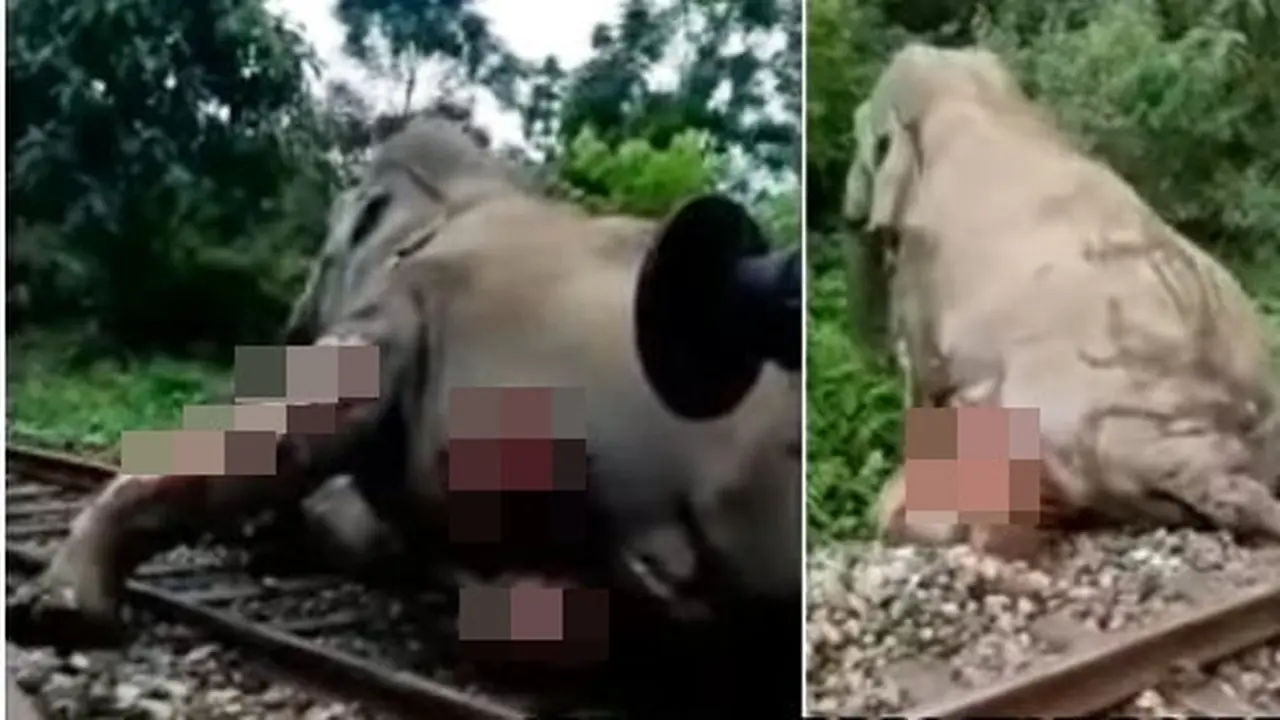 Aksi Penyelamatan Gajah yang Tertabrak Kereta dan Terseret 30 Meter Ini Bikin Pilu