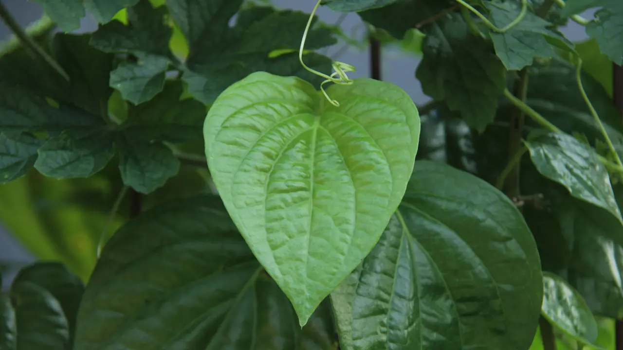 Manfaat daun sirih untuk keputihan