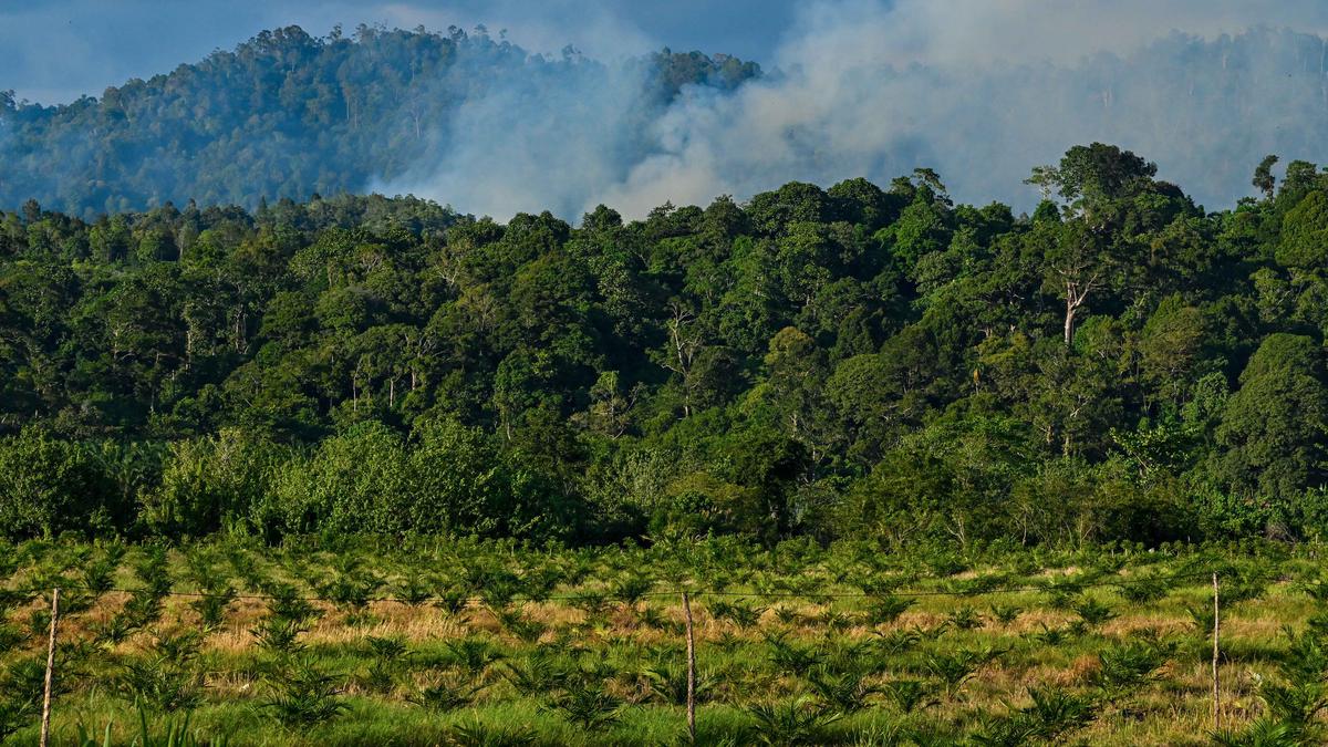 Aceh Terima Hibah Rp 27 M untuk Menjaga Hutan