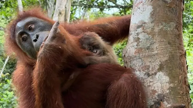 Kabar dari Hutan Jantho Jelang HUT RI ke-81, Wenda Lahirkan Bayi Orang Utan