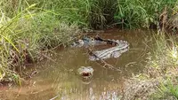 Unggah Foto Buaya Buatan AI di Singapura, Warga Myanmar Terancam Dipenjara