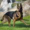 The 10 Smartest Dog Breeds in the World