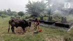 Pedagang hewan kurban mendirikan lapak dagangan di area Pemakaman Tionghoa, daerah Tanah Kusir, Jakarta, Selasa (21/7/2020). Menjelang Hari Raya Idul Adha, pedagang hewan memanfaatkan lahan kuburan untuk berjualan di tengah pandemi Covid-19 yang masih berlangsung. (Liputan6.com/Johan Tallo)