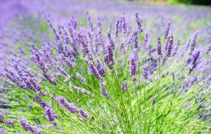 ilustrasi Lavender, tanaman hias yang tidak ada ulatnya (foto: Pixabay)