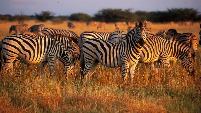 7 Tempat Terbaik di Bumi untuk Melihat Kehidupan Satwa Liar