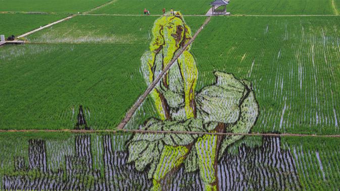Foto udara gambar aktris legendaris Marilyn Monroe yang dibuat dengan menggunakan varietas padi yang berbeda terlihat di sebuah sawah di Shenyang, provinsi Liaoning, China, 24 Juni 2020. Saat ini pembuatan karya lukis di sawah sudah menjadi tradisi para petani di daerah tersebut. (STR/AFP)