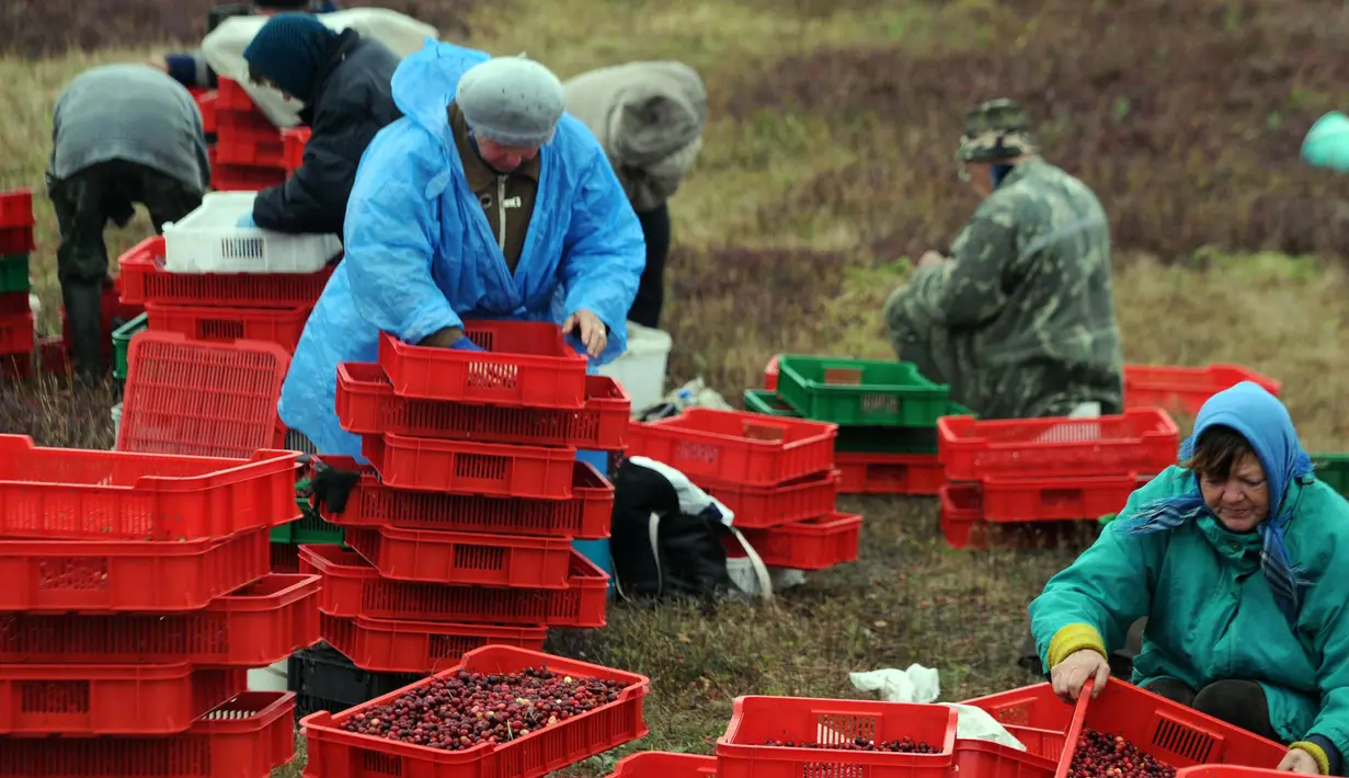 Petani Belarusia mengumpulkan cranberry di sebuah peternakan di desa Selishche, sekitar 290 km selatan Minsk, pada 9 Oktober 2017. (AFP Photo/Sergei Gapon)
