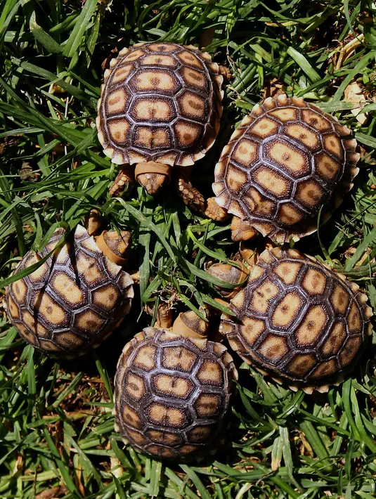 Lima kura-kura Afrika yang baru lahir (Centrochelys Sulcata) berjalan berada di atas rumput di kebun binatang, Guadalajara, negara bagian Jalisco, Meksiko (17/5). (AFP Photo/Ulises Ruiz)