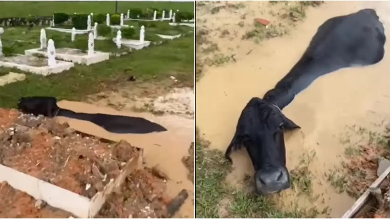 Momen Sapi Tak Sengaja Masuk Liang Lahat Karena Banjir, Sendirian Tak Bisa Naik
