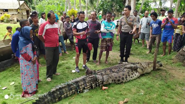Warga Tangkap Buaya