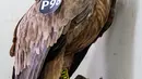 Seekor burung bangkai bertengger di ranting pohon, Tel Aviv, Israel, (29/1). Terdapat perangkat pemancar GPS pada ekor unggas tersebut ketika ditangkap. Lalu, pada kaki ada cincin logam berukir tulisan ‘Tel Aviv Univ Israel’.  (JACK GUEZ / AFP)