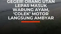 Geger! Orang Utan Lepas Masuk Warung Ayam, 'Colek' Motor Langsung Ambyar