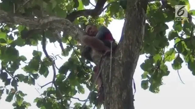 Seorang pria tiba-tiba pingsan saat berada di atas pohon hingga kemudian masyarakat mengevakuasi korban.