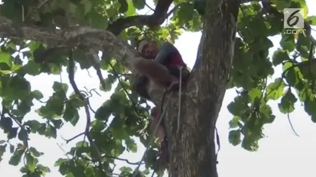 VIDEO: Tiba-Tiba Pingsan di Atas Pohon, Pria Ini Dievakuasi