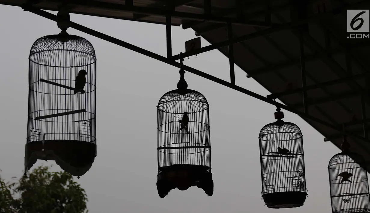 Sejumlah burung mengikuti lomba kicau di kawasan Kanal Banjir Timur, Jakarta, Rabu (29/8). Lomba yang diadakan komunitas pecinta burung itu menarik perhatian warga serta pengendara yang melintas di kawasan tersebut. (Liputan6.com/Immanuel Antonius)