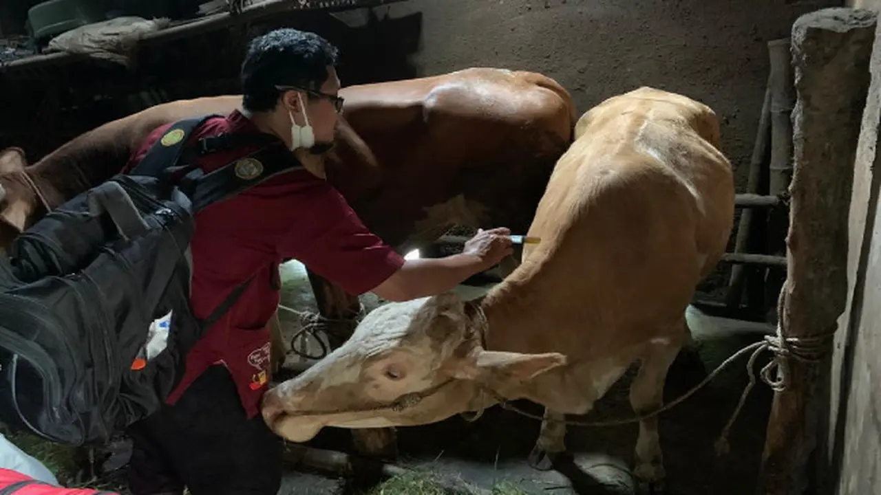 Suntik Massal Sapi Setelah Peternak Lesanpuro Kota Malang Lapor Wabah PMK Penyerang