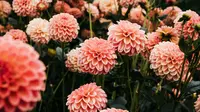 Cara Merawat Bunga Dahlia agar Tumbuh Subur dan Berbunga Indah