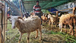 Di Jakarta, harga kambing kurban untuk Idul Adha 2025 cukup beragam tergantung dengan ukurannya. Untuk harga seekor kambing kurban dijual mulai dari Rp 2.600.000. (Liputan6.com/Angga Yuniar)