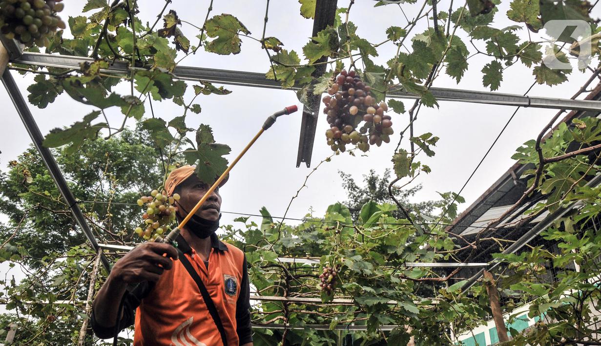 Wagiman (40), petugas Penanganan Prasarana dan Sarana Umum (PPSU) Kelurahan Pondok Kopi melakukan penyemprotan kebun anggur di kawasan Rawa Jaya, Kecamatan Duren Sawit, Jakarta Timur, Senin (6/6/2022). Wagiman bersama rekan PPSU Kelurahan Pondok Kopi menyulap lahan seluas 300 meter persegi yang sebelumnya tempat pembuangan sampah liar menjadi kebun anggur. (merdeka.com/Iqbal S. Nugroho)