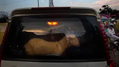 Pembeli membawa seekor kambing di dalam mobil dari sebuah pasar jelang Hari Raya Idul Adha 1438 H  di New Delhi, India, (30/8). umat Muslim dari seluruh dunia sedang mempersiapkan menyambut Idul Adha 1438 H. (AP Photo / Manish Swarup)