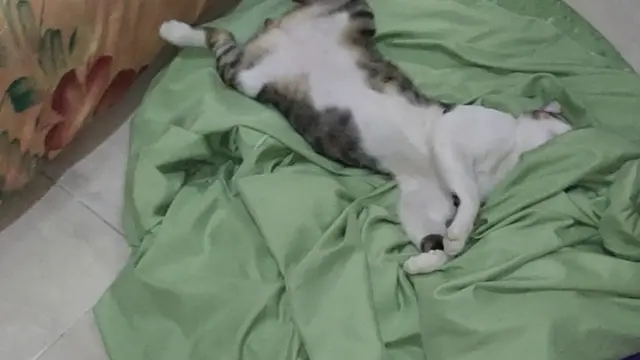 7 Potret Pose Kucing Tidur Telentang Ini Kocak, Bikin Salah Fokus