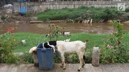 Kambing mencari makanan dari tempat sampah di bantaran Sungai Ciliwung, Jakarta, Rabu (7/11). Rumput yang menghijau di kawasan tersebut dimanfaatkan peternak untuk menggembalakan kambingnya. (Liputan6.com/Immanuel Antonius)