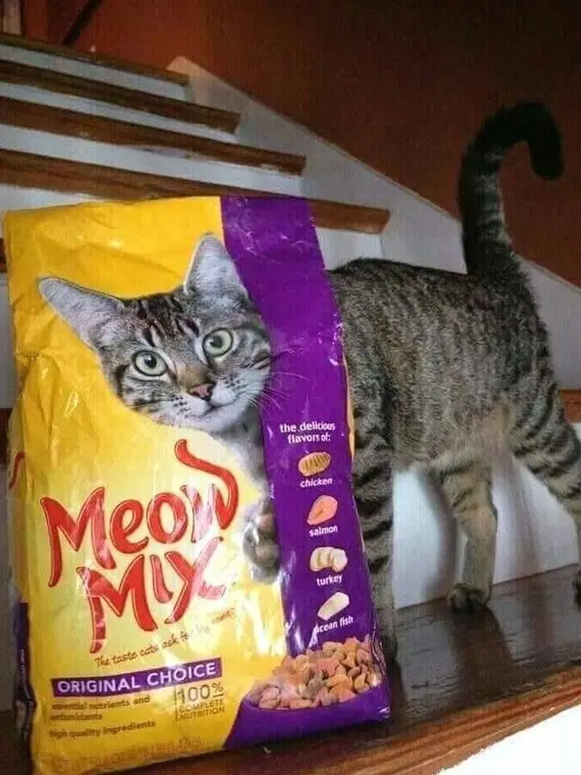 7 Potret Kucing saat Berkamuflase Ini Bikin Mikir Keras