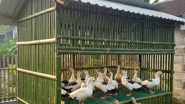 Desain Kandang Entok yang Hemat Tempat. AI