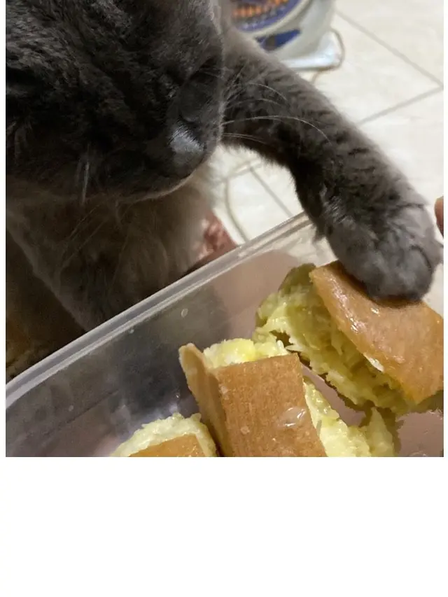 8 Potret Kucing saat Ketahuan Mencuri Makanan Ini Bikin Kesal Sekaligus Gemas