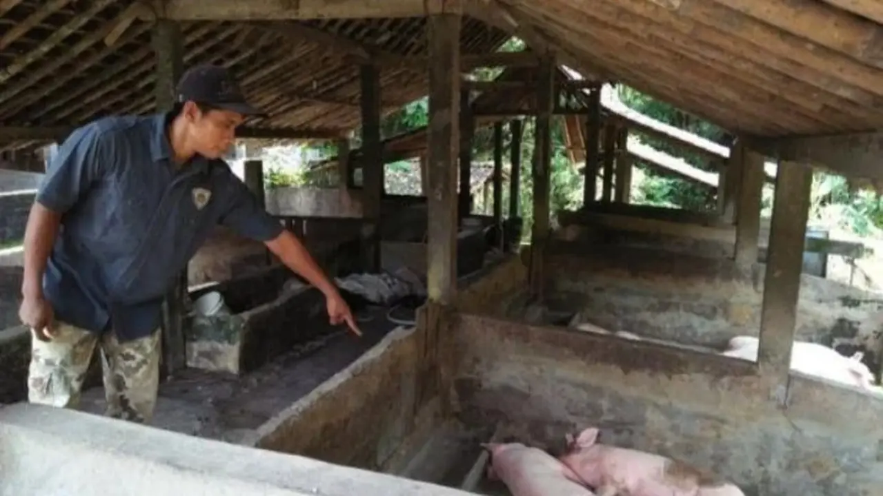 Ratusan Babi Mati