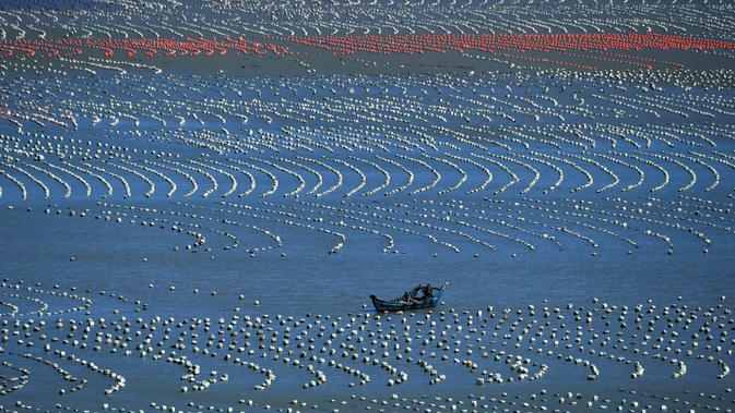 Foto yang diabadikan pada 10 November 2020 ini menunjukkan sebuah perahu nelayan berlayar di kawasan budi daya akuakultur di Xiaocheng, Wilayah Lianjiang, Provinsi Fujian, China tenggara. (Xinhua/Wei Peiquan)