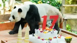 Pasangan panda raksasa Xing Xing dan Liang Liang terus memainkan peran mereka sebagai "duta besar" untuk Malaysia saat pasangan itu berusia 17 tahun pada hari ini. (AP Photo/Vincent Thian)