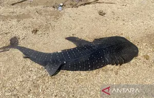 Misteri Anak Hiu Paus Mati di Kendari