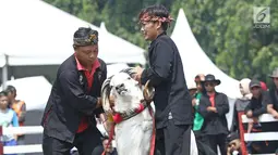 Peserta mengistirahatkan dombanya saat mengikuti ketangkasan domba Garut dalam acara Jambore Peternakan Nasional 2017 di Buperta Cibubur, Jakarta, Sabtu (23/9). Lomba ini diikuti sebanyak 160 ekor domba.  (Liputan6.com/Herman Zakharia)