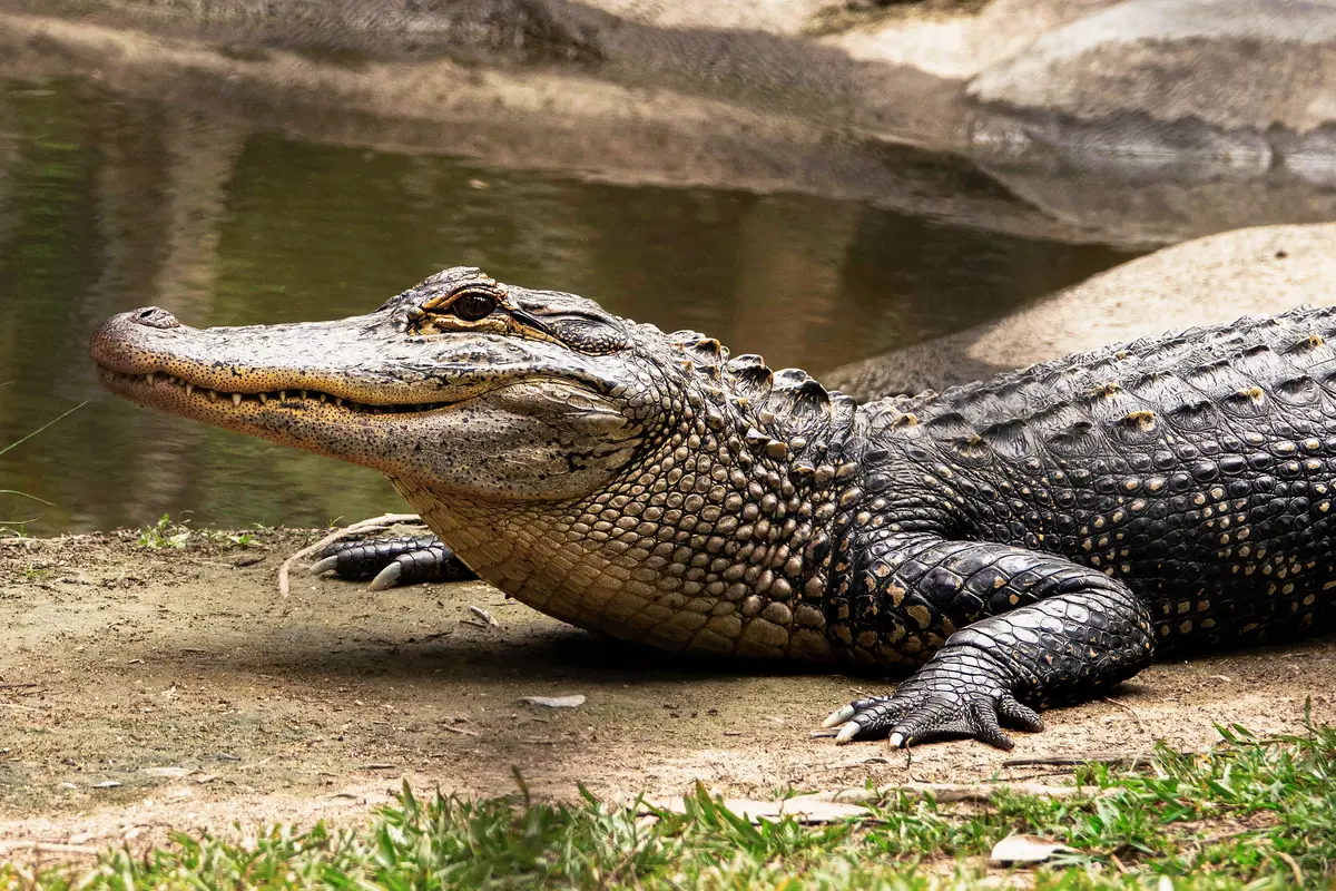 Buaya - Vania