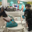 Cerita Pet Owner: Peluk Anabul Sepulang Kerja Bikin Beban Pikiran Berkurang
