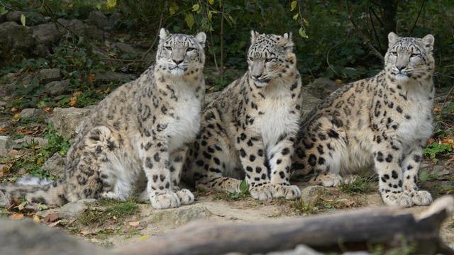 Ilustrasi tiga macan tutul