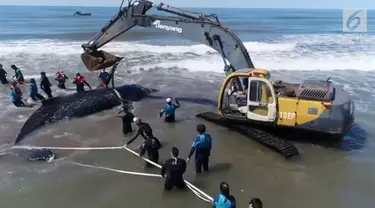 Sebanyak 30 orang terlibat dalam upaya penyelamatan paus bungkuk yang terdampar di pantai Argentina.