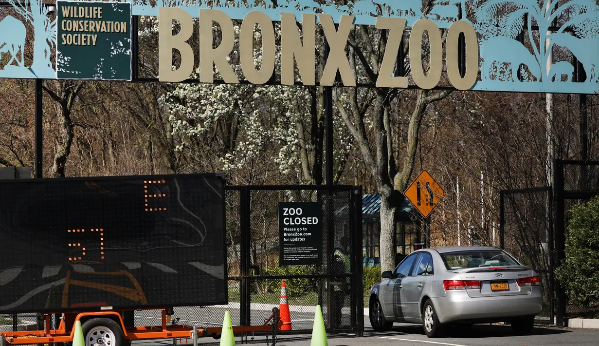 Sebuah mobil memasuki Kebun Binatang Bronx di New York City, Amerika Serikat, Senin (6/4/2020). Seekor harimau Malaya betina di Kebun Binatang Bronx diketahui terinfeksi COVID-19 setelah ditemukan gejala batuk kering pada beberapa kucing besar di kebun binatang itu. (Spencer Platt/Getty Images/AFP)