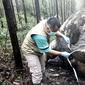 Dokter hewan melakukan pembedahan atau nekropsi pada gajah Sumatera yang ditemukan mati mengenaskan di Bengkalis, Riau (20/11/2019). Hasil pemeriksaan, petugas menemukan bekas potongan pada tulang tempat gading menyatu. (Indonesian Natural Resourches Co/AFP)