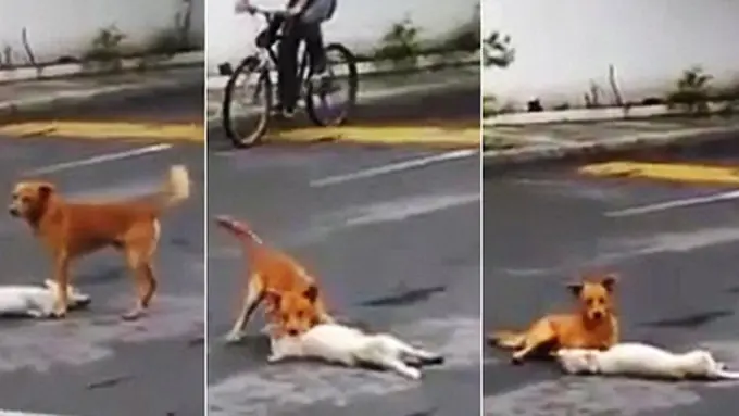 Photo copyright Dailymail.co.uk