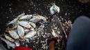 Seorang warga membersihkan ikan sebelum menjualnya di desa Tanah Kuning, dekat lokasi pembangunan Kalimantan Industrial Park Indonesia di Bulungan, Kalimantan Utara, Indonesia, Rabu, 23 Agustus 2023. (AP Photo/Yusuf Wahil)