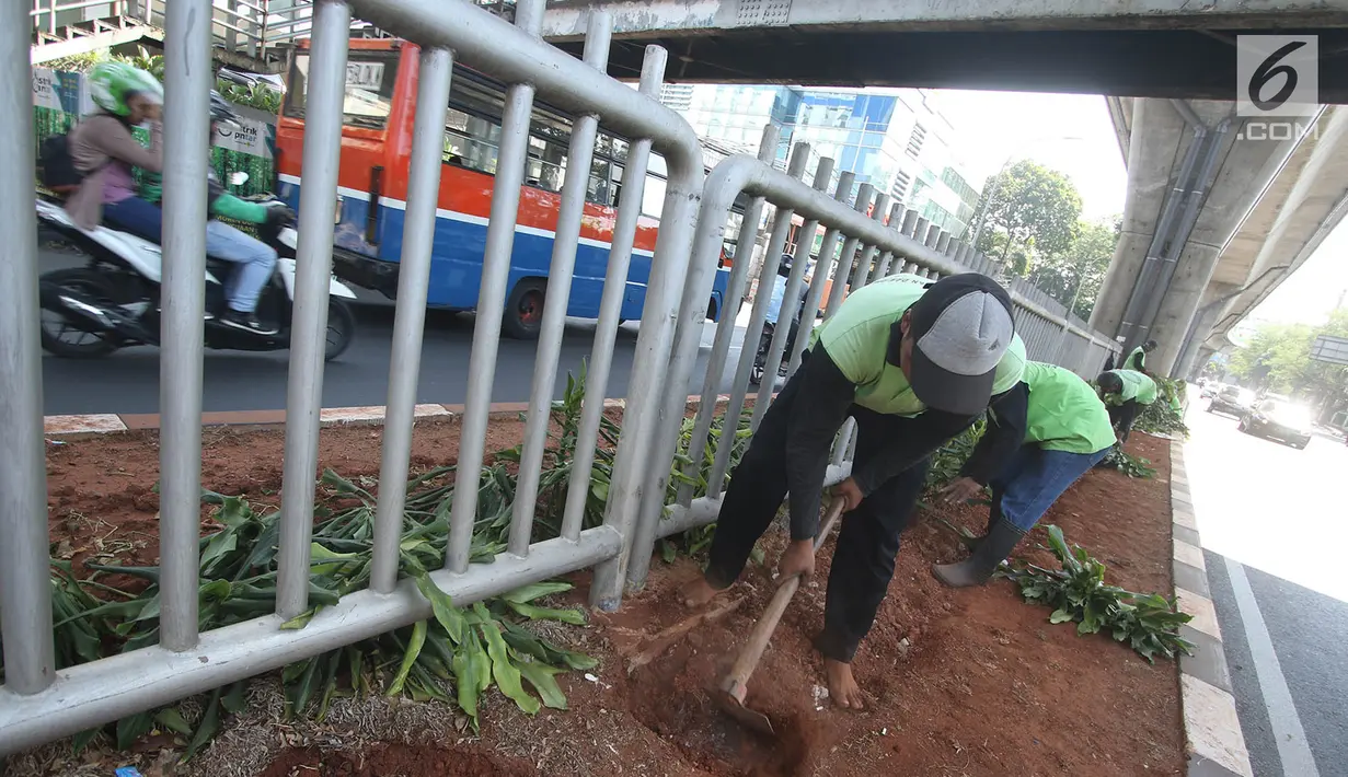 Pekerja menanam tanaman di sepanjang kolong pembatas jalan Koridor XIII, Jakarta, Senin (18/9). Penanaman bertujuan menata kembali pembatas jalan yang sempat rusak akibat pembangunan jalur Transjakarta Koridor XII. (Liputan6.com/Immanuel Antonius)