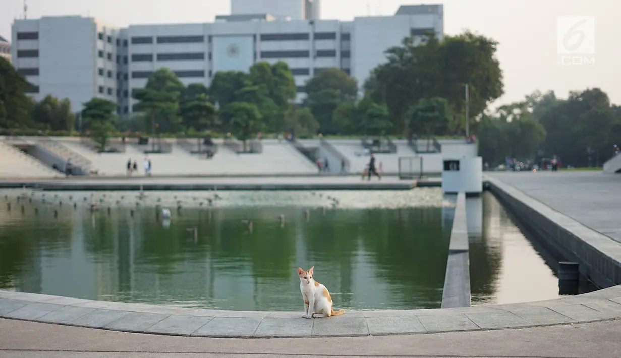 Seekor kucing terlihat di Taman Lapangan Banteng, Jakarta, Kamis (20/6/2019). Taman dengan luas 5,2 hektar tersebut menjadi salah satu lokasi favorit warga untuk berolahraga dan juga melepas penat. (Liputan6.com/Immanuel Antonius)