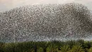 Migrasi burung jalak eropa (Sturnus vulgaris) terbang berkelompok sebelum hinggap untuk beristirahat dan tidur, terlihat di Lembah Jordan, Tepi Barat, sepanjang perbatasan dengan Yordania pada 3 Februari 2019. (MENAHEM KAHANA / AFP)