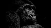 Harambe, gorila jantan di Kebun Binatang Cincinnati, Ohio, AS ditembak mati 10 menit setelah seorang balita jatuh ke dalam kandangnya.