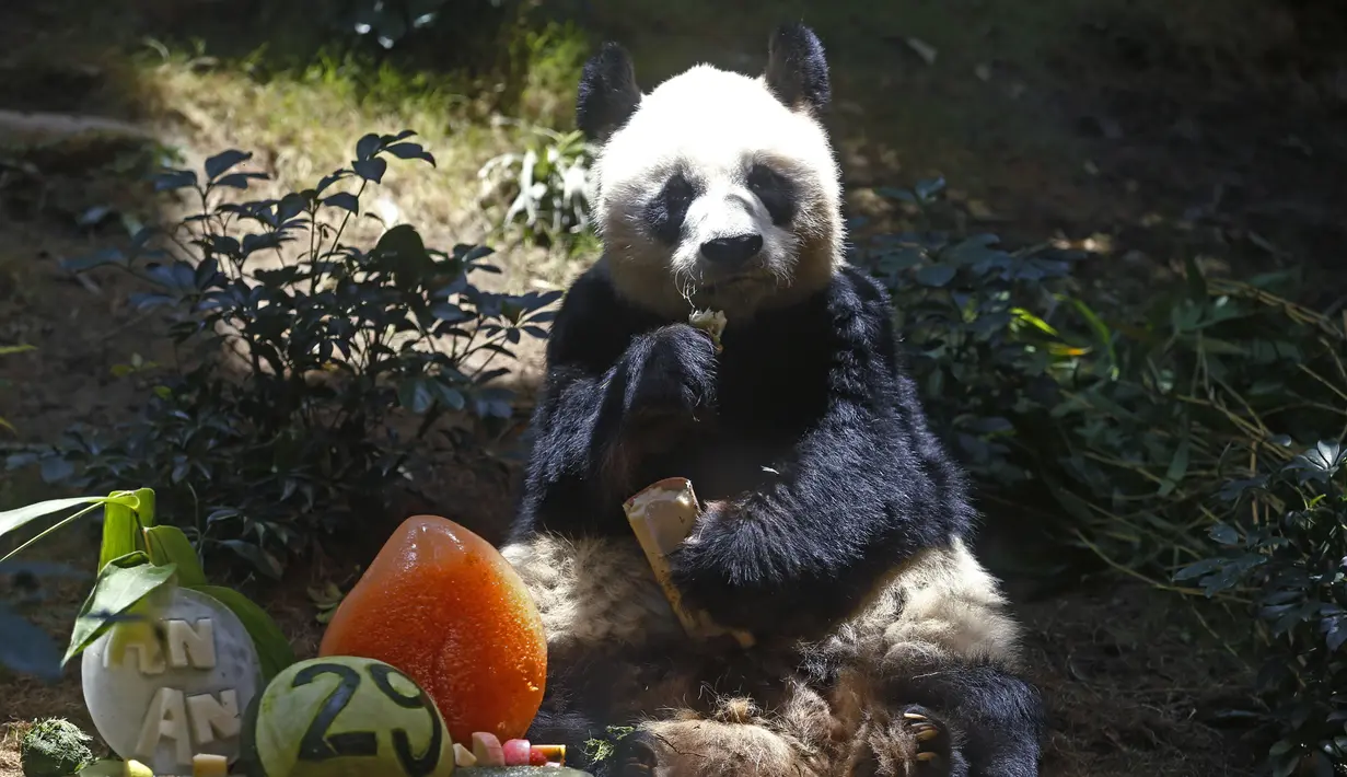 <p>Panda raksasa China An An merayakan ulang tahunnya yang ke-29 di Ocean Park di Hong Kong pada 28 Juli 2015. Panda raksasa jantan tertua di dunia yang pernah ditahan pada Kamis, 21 Juli 2022 mati setelah di-eutanasia di Hong Kong, menyusul memburuknya kesehatannya dalam beberapa pekan terakhir. (AP Photo/Kin Cheung)</p>